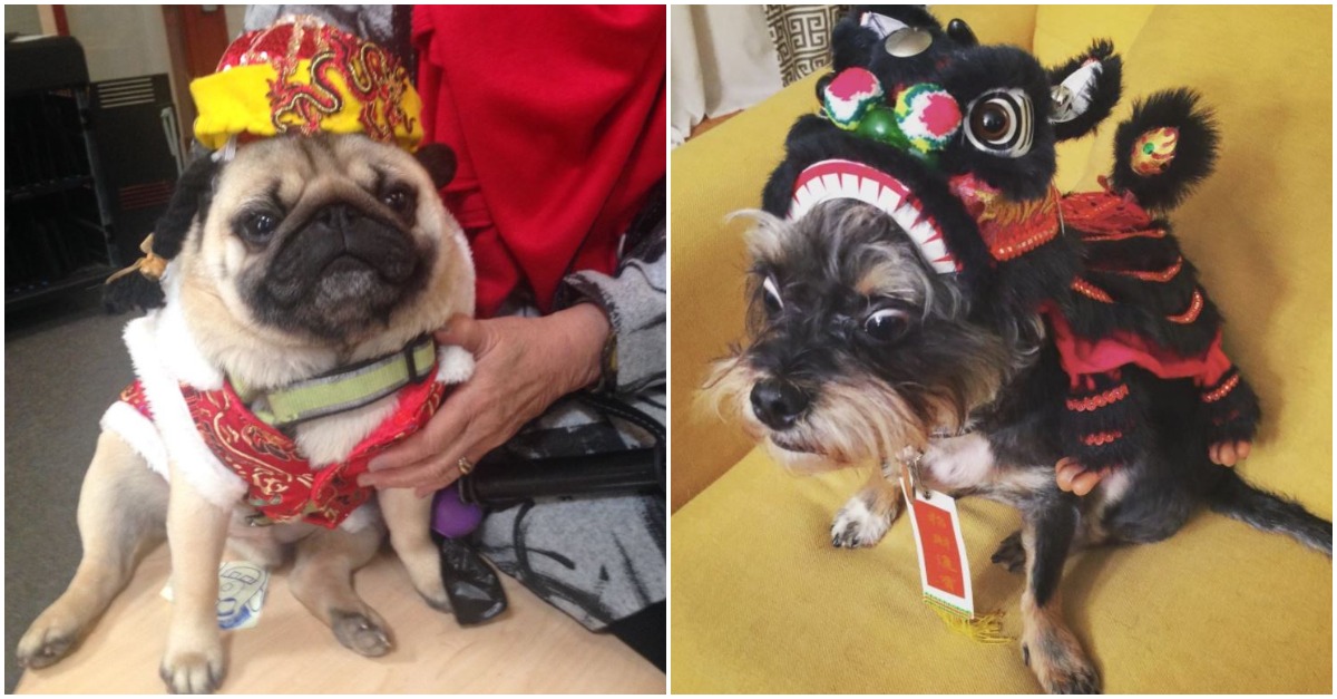 People are dressing up their dogs to celebrate the Chinese New Year | Rare