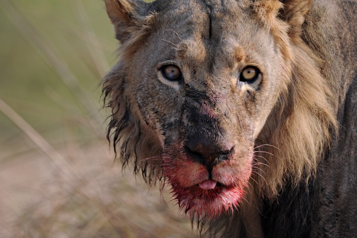 A pride of lions killed and ate a suspected poacher and left only his head behind