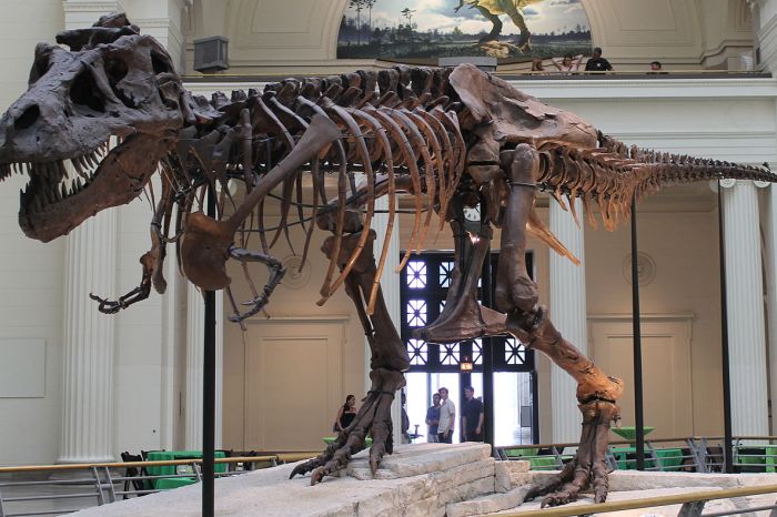 Sue the T-Rex is moving out of Stanley Hall to be replaced by a bigger dino