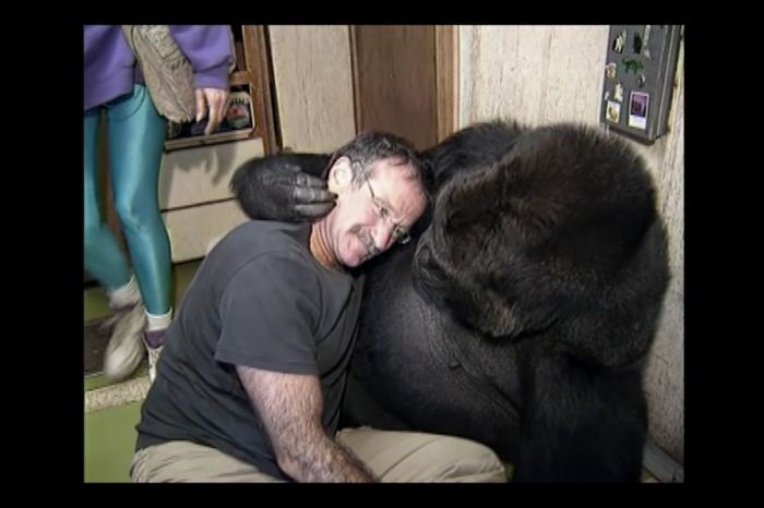 Koko the Gorilla Mourned the Loss of Robin Williams