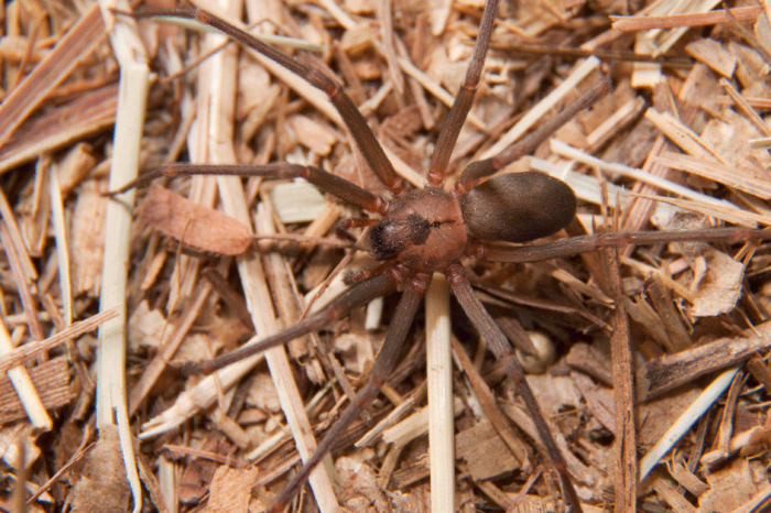 What You Need to Know About Brown Recluse Spider Bites Because They’re on the Rise