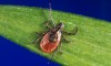 Lone Star Ticks Can Make You Allergic to Red Meat and Are Spreading