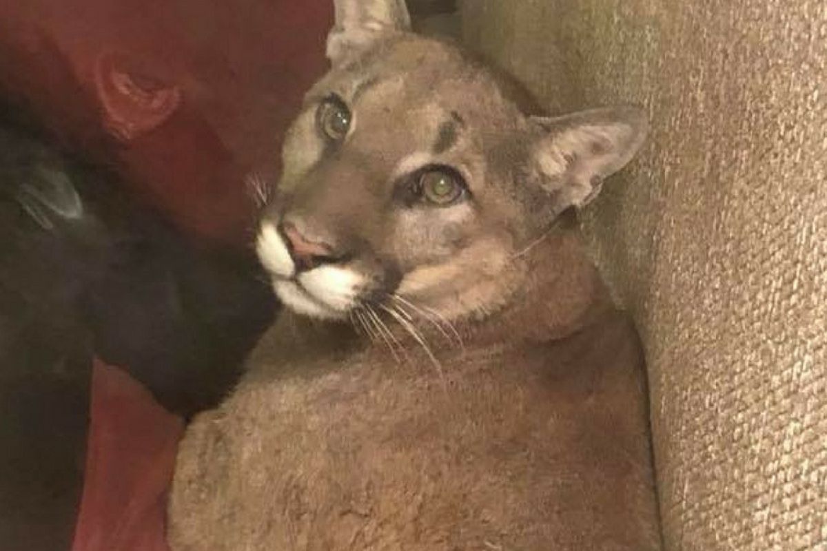 Woman Uses “Telepathy” to Urge Mountain Lion out of Her Home