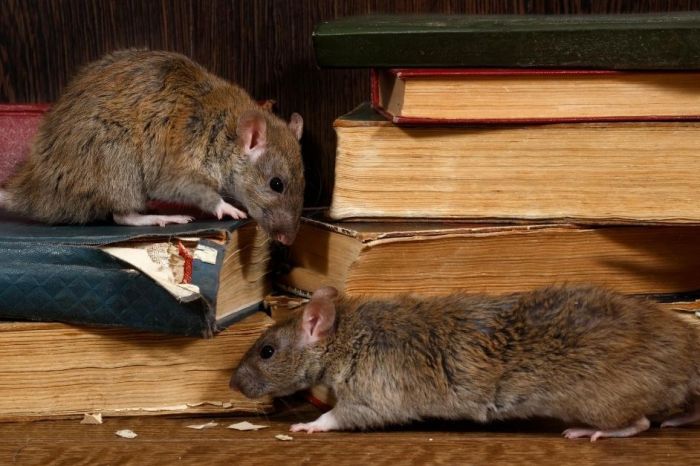 Chicago Beats New York as ‘Rat Capital’ of The U.S.