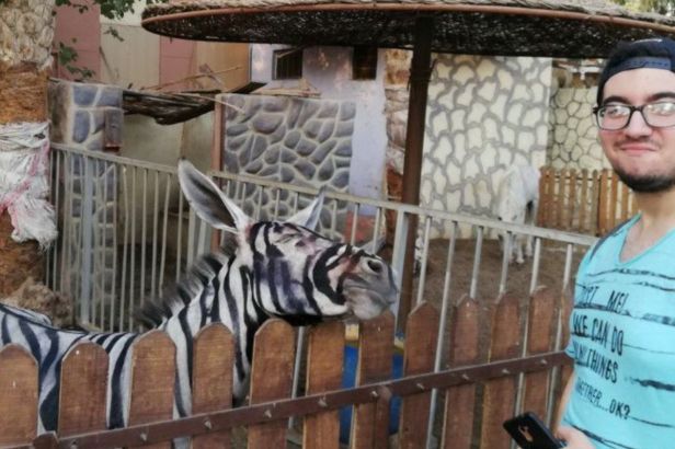 Zoo Tried to Paint Stripes on Donkey to Pass Off as Zebra