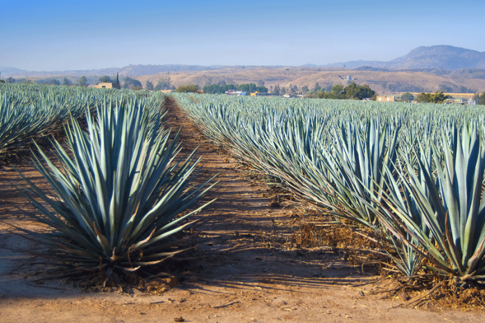 Did You Know That Tequila Production Depends on This Animal?