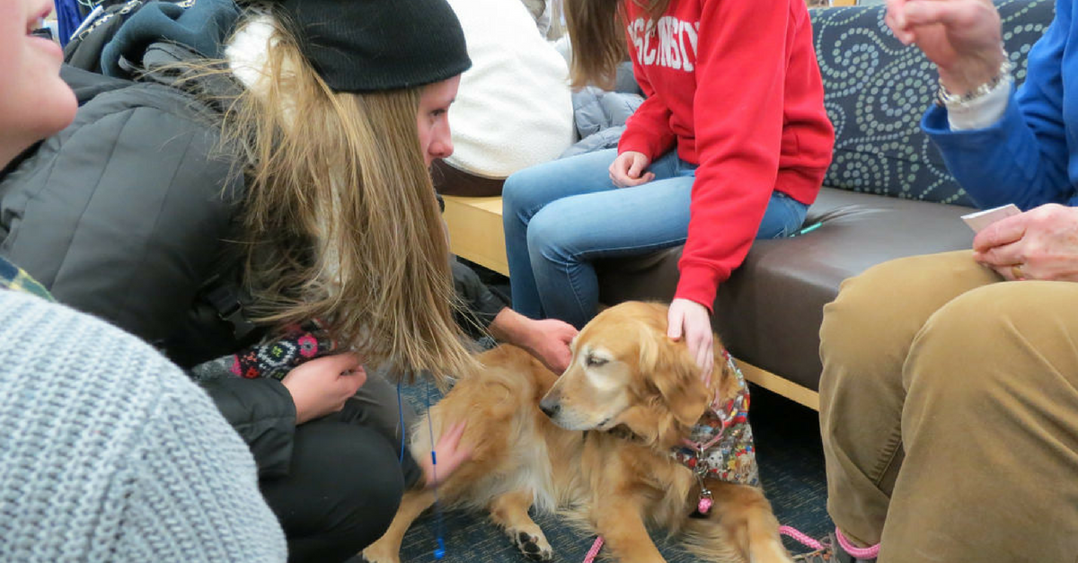 Some Colleges Now Allow Dogs in Dorms Rare