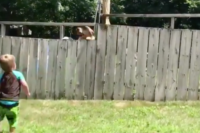 Boy and Neighbor’s Dog Play Fetch Through the Fence, Are BFF
