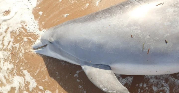 Some Jerk Shot and Killed a Pregnant Dolphin, $6K Reward For Killer