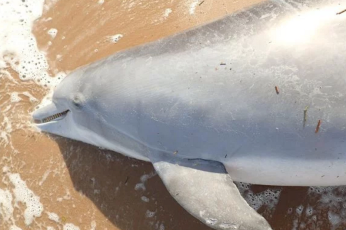 Some Jerk Shot and Killed a Pregnant Dolphin, $6K Reward For Killer