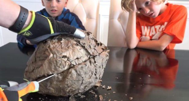 This Is What the Inside of a Gigantic Wasps’ Nest Looks Like