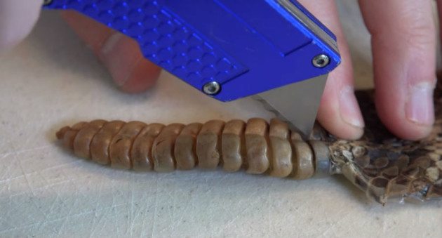 Ever Wonder What’s Inside a Rattlesnake’s Rattle?