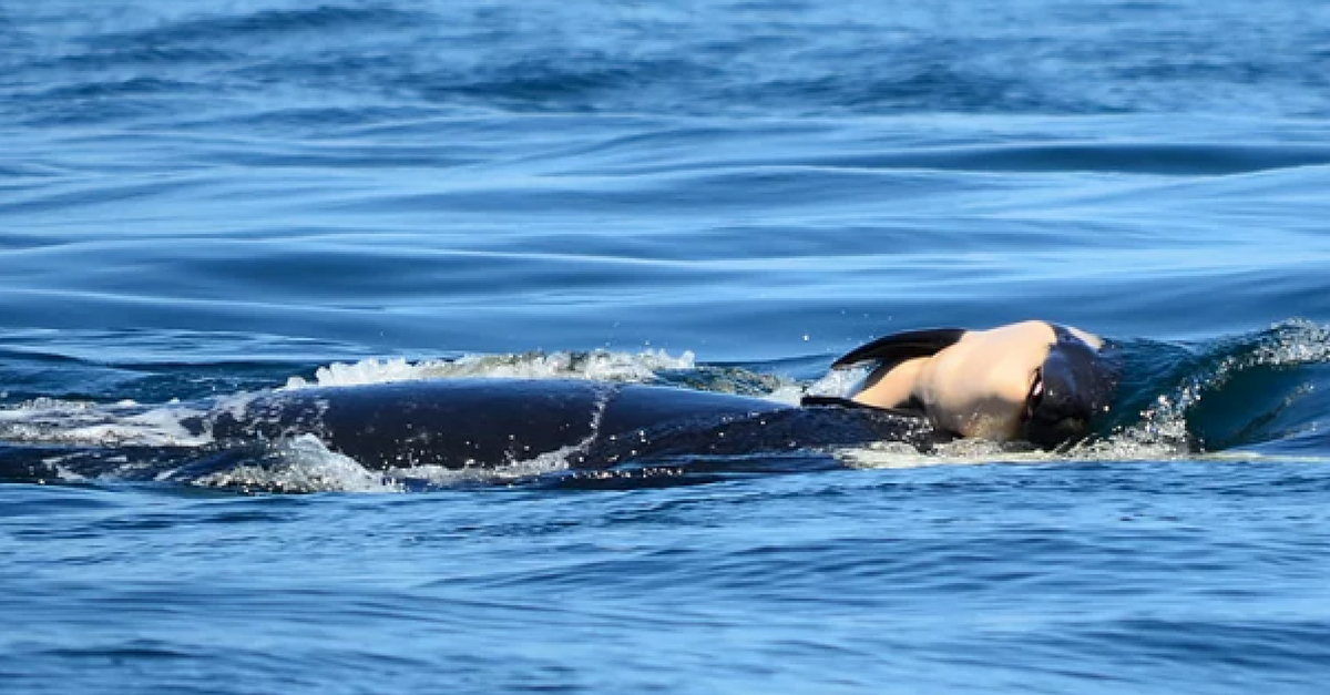 Grieving Orca Carries Dead Calf Off British Columbia