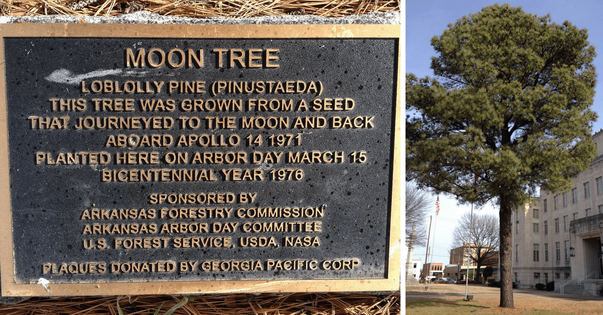 America's Moon Trees: Where Have All the Space Relics Gone? | Rare