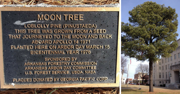 Astronauts Took Seeds to the Moon, Here’s Where You Can Find Moon Trees in the U.S.