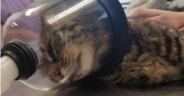 This Cat Is on the Road to Recovery After Suffering Firework Abuse