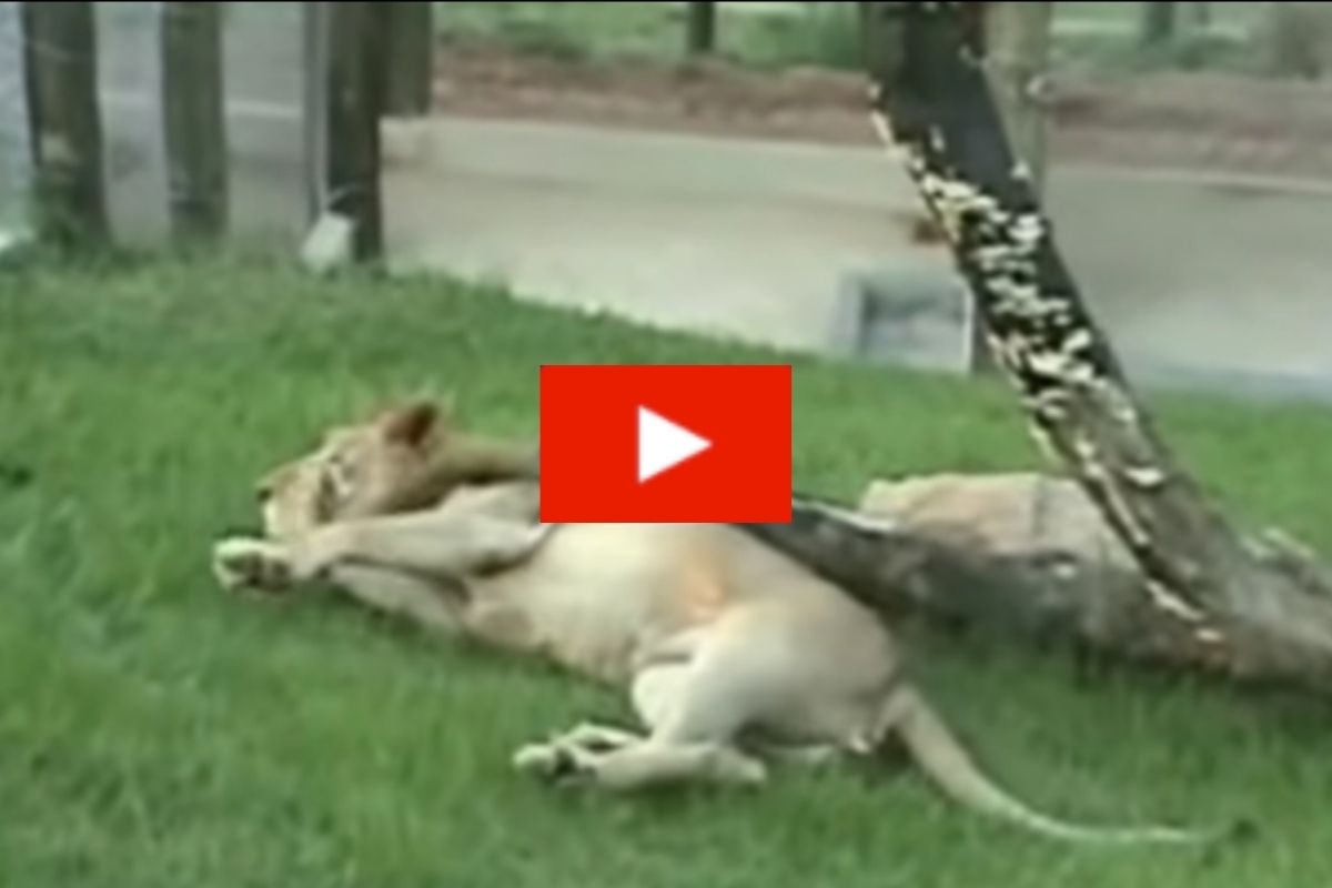 Rescued Circus Lion Happily Steps on Green Ground for the First Time