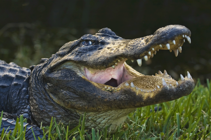 Woman Attacked by 10-Foot Gator While Trimming Trees