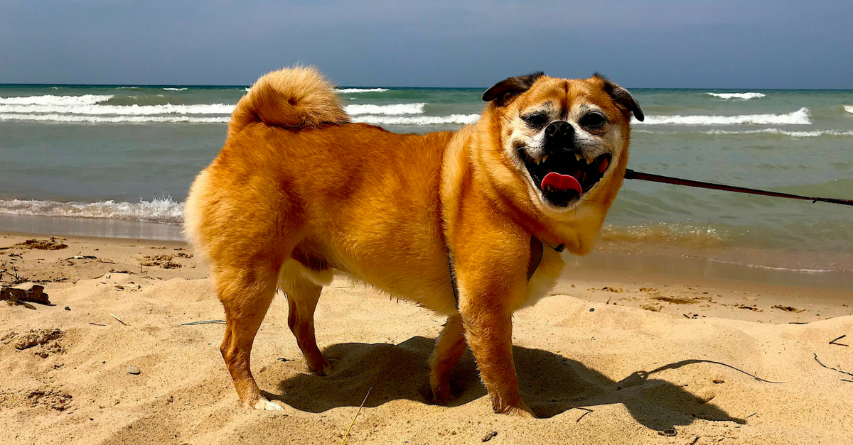 small dog owners annoying