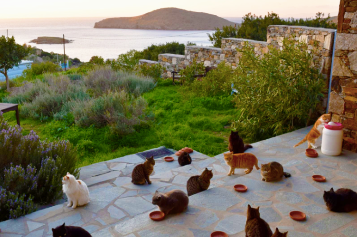 People Got Paid to Cuddle Cats on a Private Greek Island, Seriously