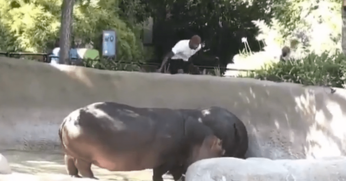 Man Slaps Hippo LA Zoo