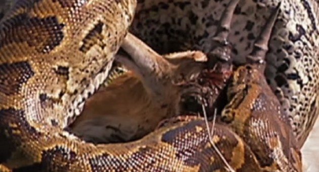 10 Outrageous Examples of Crazy Snake Gluttony