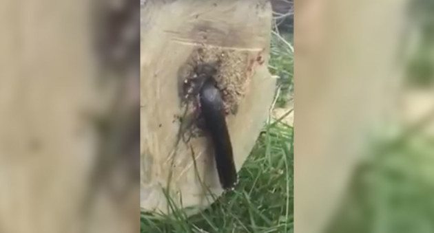 What Crawls Out of This Log is the Creepiest Thing You’ll See This Week