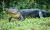 South Carolina Woman Killed In Alligator Attack While Protecting Dog