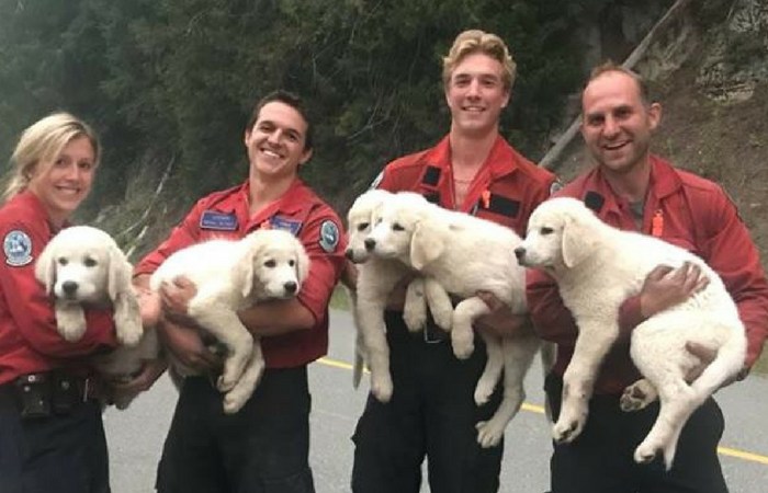 World’s Most Attractive Firefighters Save Lost Puppies