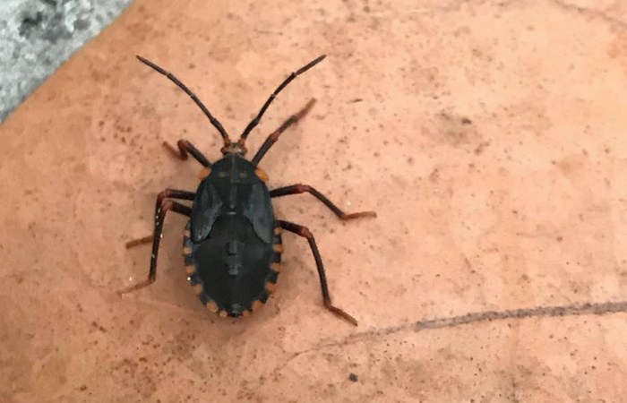 Dangerous ‘Kissing Bugs’ on the Rise Nationwide, What You Need to Know