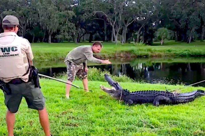 Gator Takes a Bite Out of Guy Getting Frisbee Out of Pond