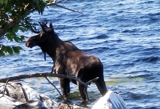 Moose Crowded by Onlookers on Shore Drowns in Vermont Lake