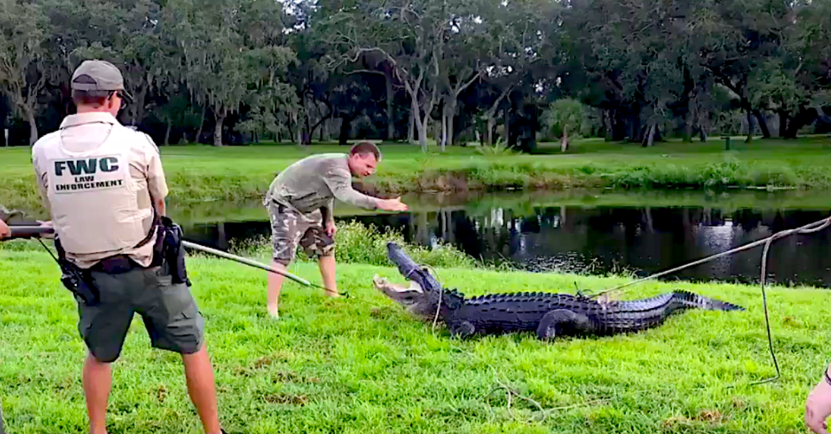 Gator Takes a Bite Out of Guy Getting Frisbee Out of Pond  Rare