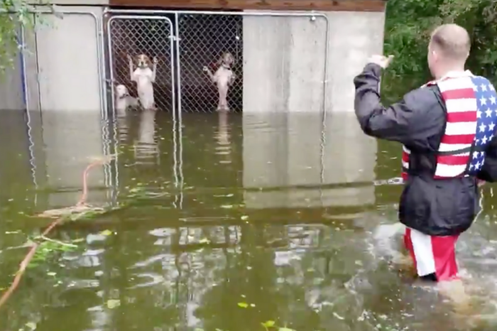 Watch These Abandoned Dogs Get Rescued From Hurricane Florence