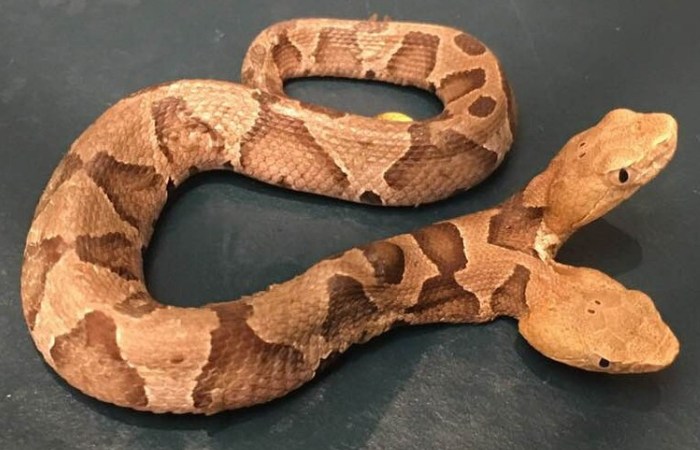 “Exceptionally Rare” Two-Headed Copperhead Snake Found in Virginia
