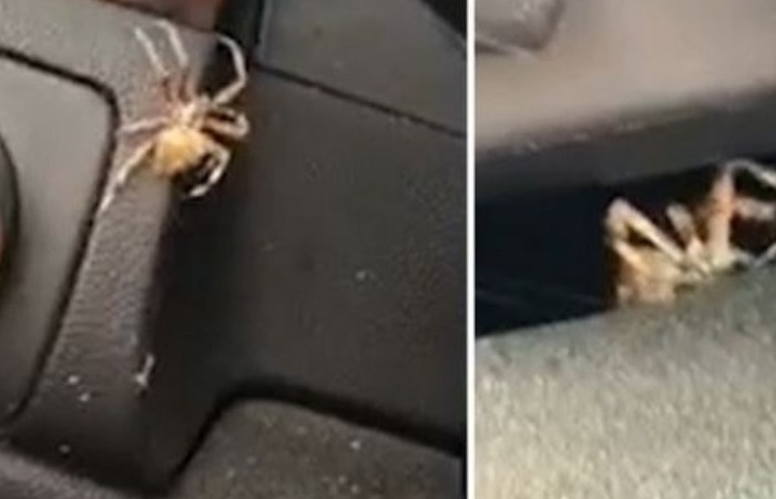 Woman Loses Her Mind Over HUGE Spider in Her Car in Hilarious Video