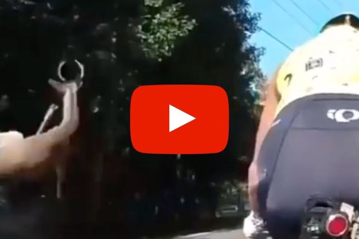 A Deer Hit a Car, Flew Across the Road, and Almost Killed a Cyclist