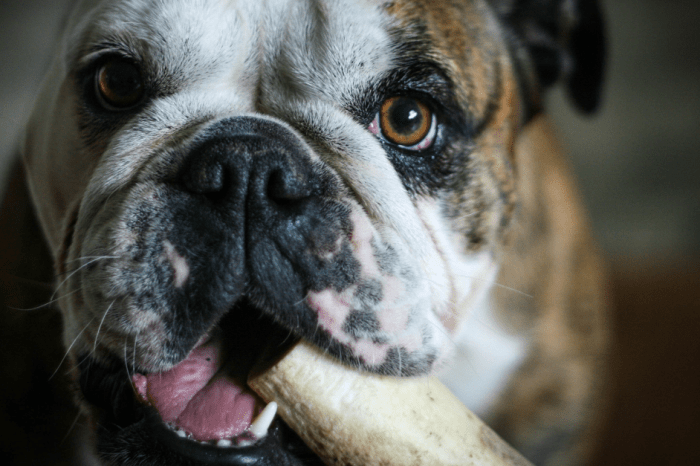 Man Fell into Coma After a Bulldog Ripped Off His Penis and Testicles