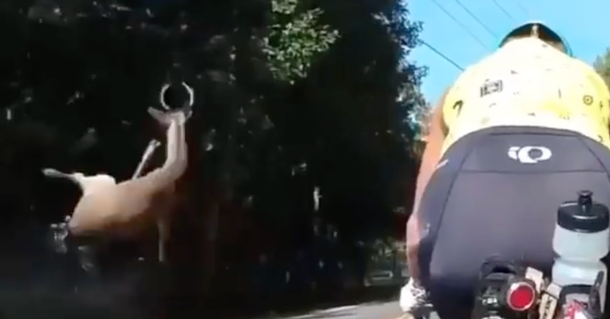 A Deer Hit a Car, Flew Across the Road, and Almost Killed ...