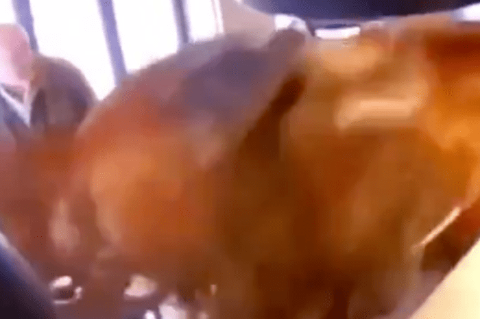 Video Shows Loose Horse Breaking Into Crowded Bar, Going Nuts