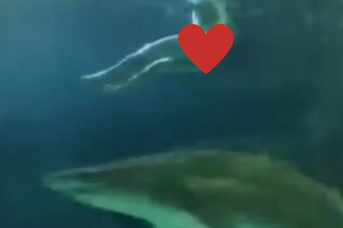 Naked Man Jumps into Shark Tank at Toronto Aquarium
