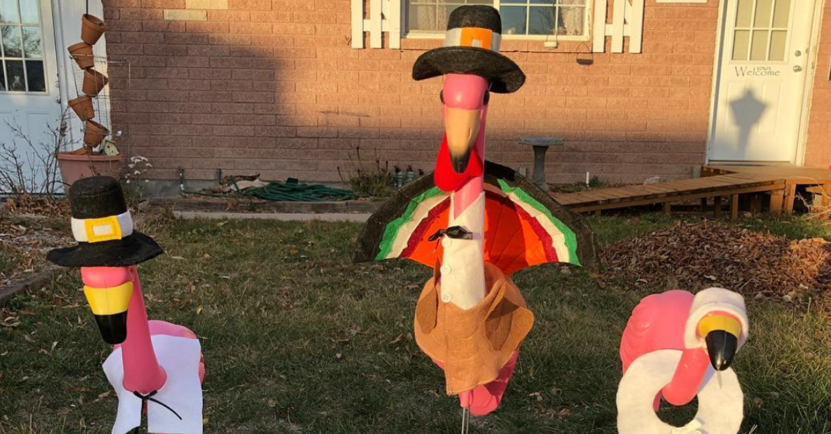 Thanksgiving lawn flamingos