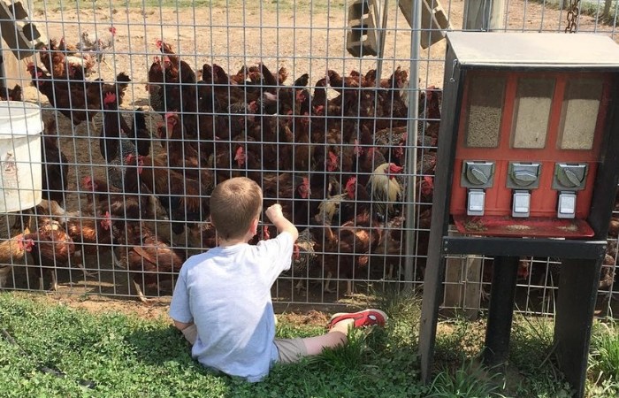 Yes, Therapy Chickens Are Actually A Thing And We’re Shocked