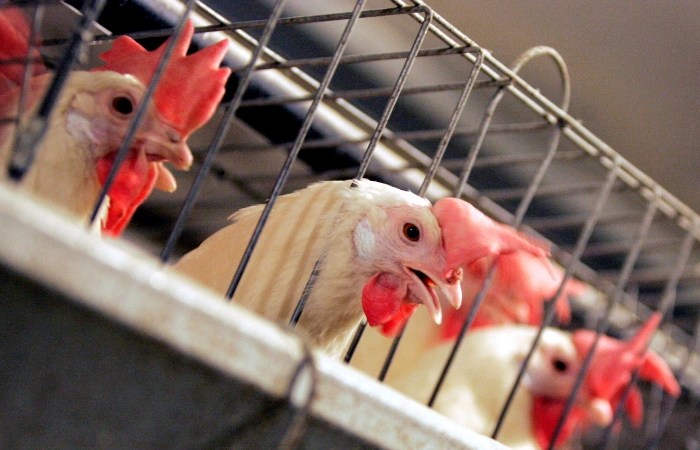 Californians Weigh Making Egg-Laying Hens Cage-Free By 2022