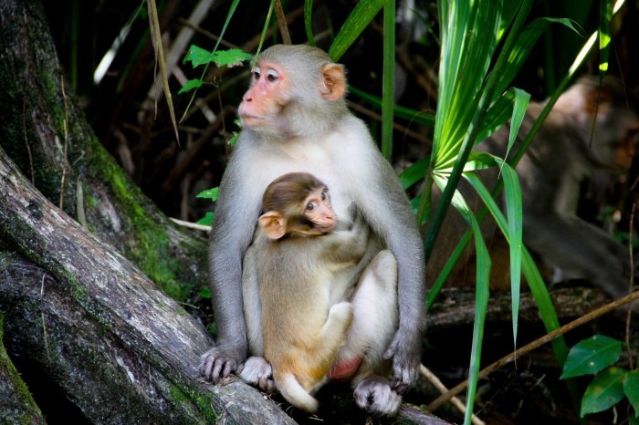 Wild Monkeys Are Taking Over This Florida State Park