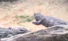 Florida Man Croc Pit