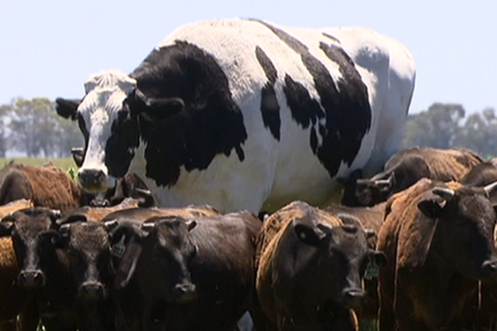 This Unbelievably Giant Cow From Australia Looks Fake… It’s Not