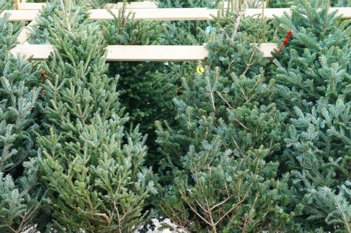 A Grinch Stole Thousands of Dollars Worth of Christmas Trees