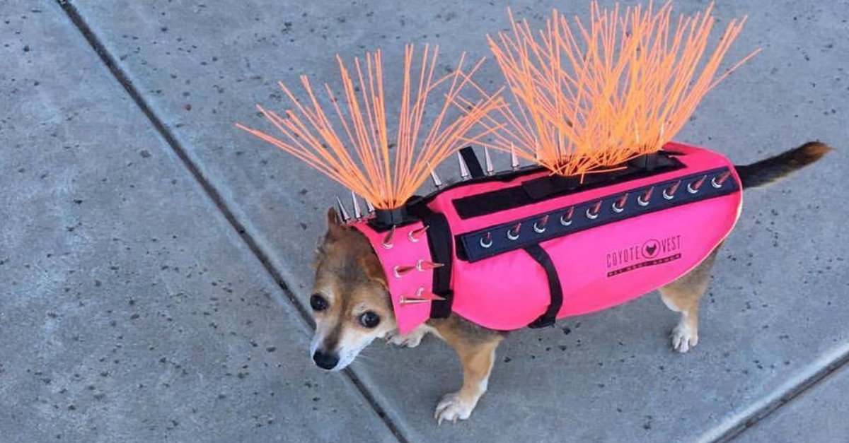 anti coyote vest for small dogs