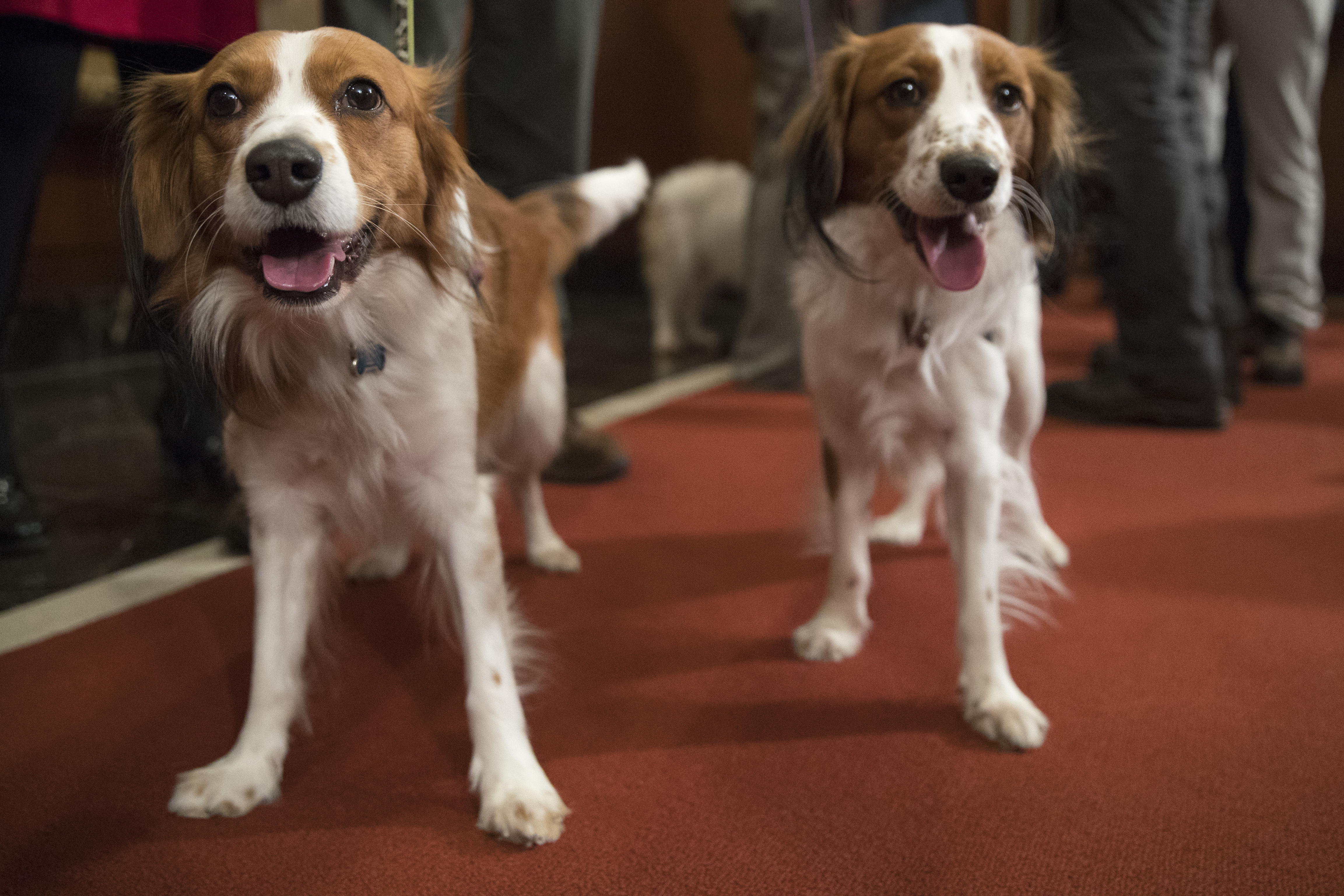 The Westminster Dog Show is Adding Two New Breeds to the Competition | Rare